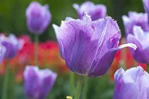 Storage: Tulip Blue Heron in bloom in a garden