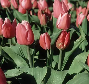 Breaking: Tulip breaking virus on Tulip