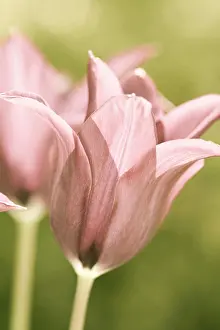 Desaturated: Tulip - Burgundy (Desaturated)
