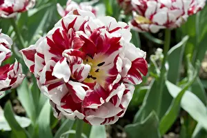 Storage: Tulip Carnaval de Nice in bloom in a garden