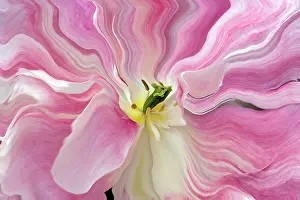 Lisse: Tulip close-up, Keukenhof Gardens, Lisse