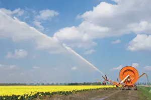 Irrigation: Tulip culture - Irrigation during a dry spring