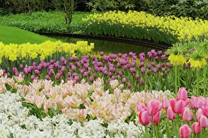Lisse: Tulip and daffodil garden, Keukenhof Gardens