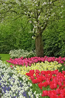 Lisse: Tulip and daffodil garden, Keukenhof Gardens