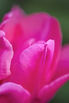 Minuet: Tulip Doll's minuet - Norfolk UK