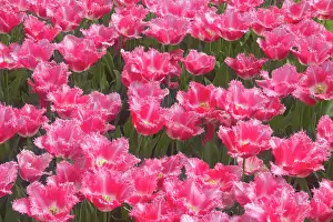 Frills: Tulip Fancy Frills