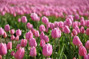 Bulbs: Tulip