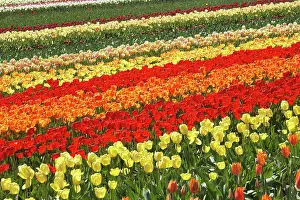 Tapanui: Tulip Fields, near Tapanui, West Otago
