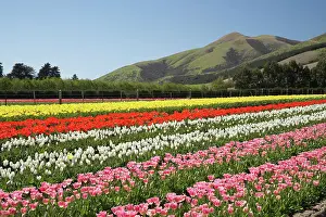 Tapanui: Tulip Fields, near Tapanui, West Otago