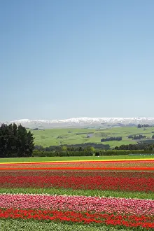 Vast: Tulip Fields, near Tapanui, West Otago