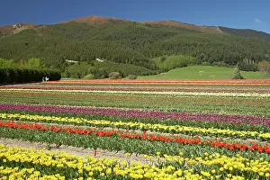 Tapanui: Tulip Fields, near Tapanui, West Otago