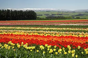 Vast: Tulip Fields, near Tapanui, West Otago