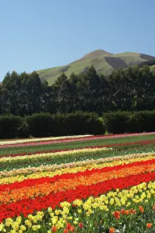 Tapanui: Tulip Fields, near Tapanui, West Otago