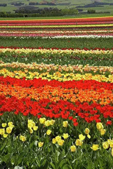 Tapanui: Tulip Fields, near Tapanui, West Otago