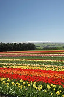Vast: Tulip Fields, near Tapanui, West Otago