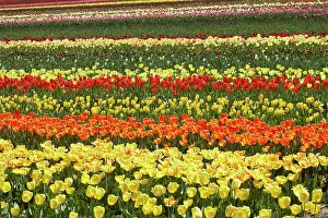 Tapanui: Tulip Fields, near Tapanui, West Otago