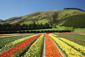 Tapanui: Tulip Fields, near Tapanui, West Otago