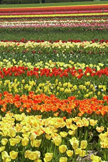 Tapanui: Tulip Fields, near Tapanui, West Otago