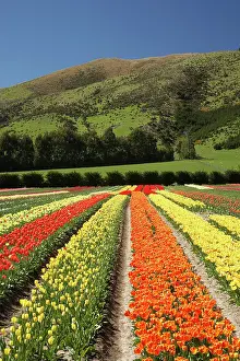 Tapanui: Tulip Fields, near Tapanui, West Otago