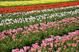 Tapanui: Tulip Fields, near Tapanui, West Otago