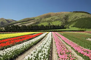 Tapanui: Tulip Fields, near Tapanui, West Otago