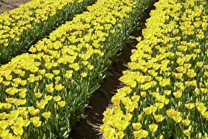 Tapanui: Tulip Fields, near Tapanui, West Otago