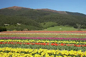 Tapanui: Tulip Fields, near Tapanui, West Otago