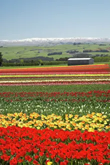Vast: Tulip Fields, near Tapanui, West Otago