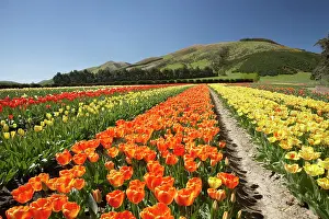 Tapanui: Tulip Fields, near Tapanui, West Otago