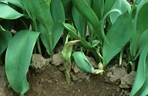 Botrytis: Tulip fire on Tulip Plant