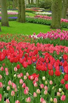 Lisse: Tulip garden, Keukenhof Gardens, Lisse