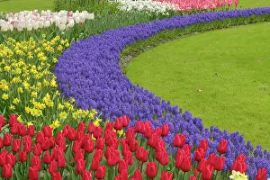 Lisse: Tulip and Grape Hyacinth and daffodil garden