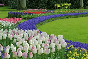 Lisse: Tulip and Grape Hyacinth garden, Keukenhof