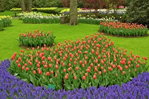 Lisse: Tulip and Grape Hyacinth garden, Keukenhof