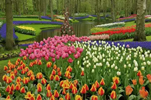 Lisse: Tulip and hyacinth garden, Keukenhof Gardens