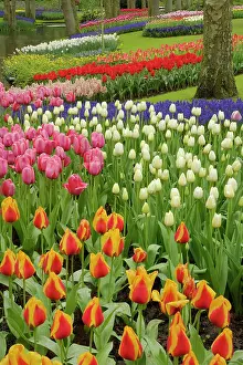 Lisse: Tulip and hyacinth garden, Keukenhof Gardens