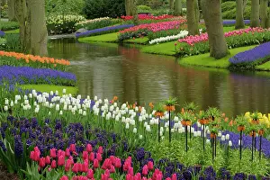 Lisse: Tulip and hyacinth garden, Keukenhof Gardens
