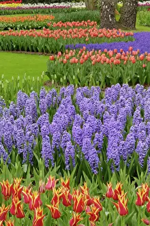 Lisse: Tulip and Hyacinth garden, Keukenhof Gardens