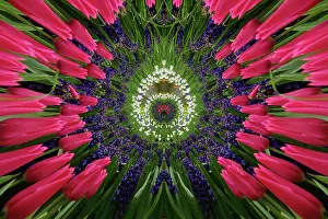 Hyacinth: Tulip and hyacinth garden, Keukenhof Gardens