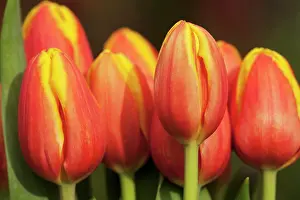 Triumph: Tulip