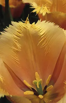 Storage: Tulip Lambada in bloom in a garden