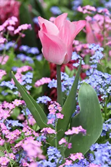Sutton: A tulip at Luxembourg Gardens, Paris, France