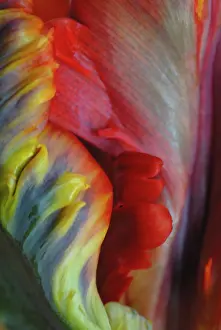Erotic: Tulip
