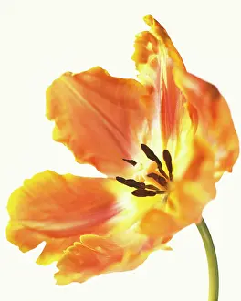 Uncluttered: Tulip