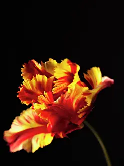 Flaming: Tulip, Parrot tulip, Tulipa Flaming parrot, Side