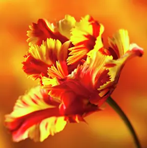 Flaming: Tulip, Parrot tulip, Tulipa Flaming parrot, Side