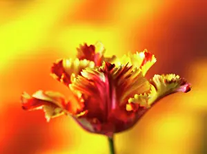 Flaming: Tulip, Parrot tulip, Tulipa Flaming parrot, Side
