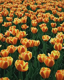 Patch: Tulip Patch (Large format sizes available)