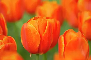 Alexander: Tulip Prince Wilhem Alexander