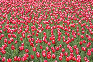 Princess: Tulip Princess Victoria